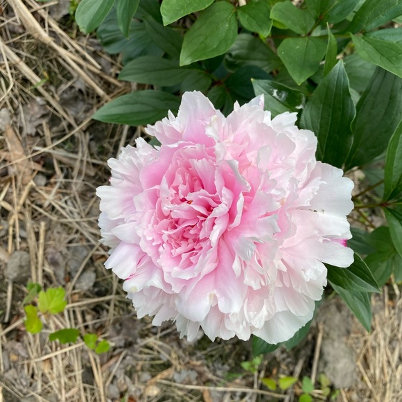 Meet your Posher, C.C. - Picture 4 of 6